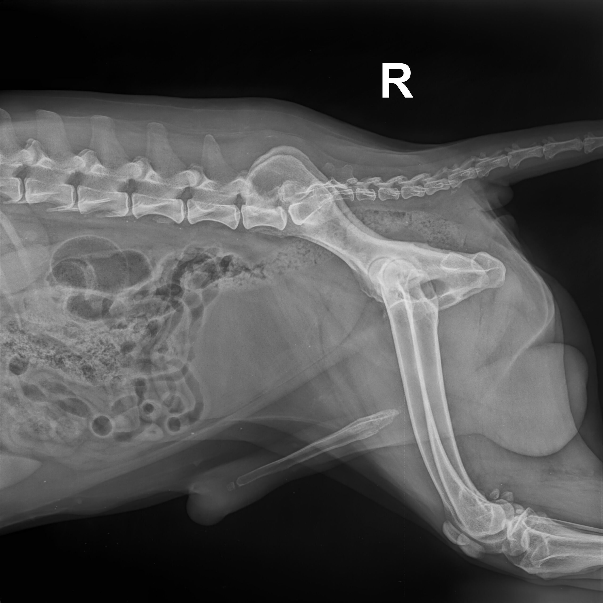 Abdomen / Becken lateral